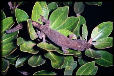 Gecko sp.