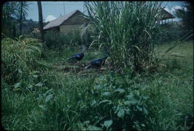 Angauri pigeons (Hallstrom Trust, Nondugl) : Wahgi Valley, Papua New Guinea, 1954 and 1955 / Terence and Margaret Spencer