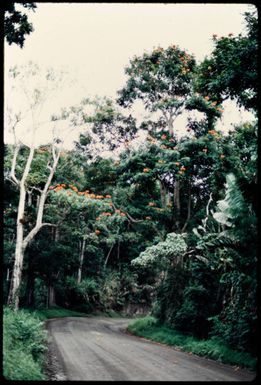 Road through bush near Suva, Fiji, 1971