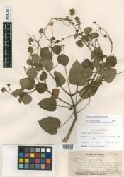 Bidens populifolia