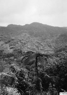 ["landskap, skog, berg, fotografi, photograph"]