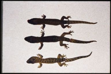 3 specimens (dorsal)