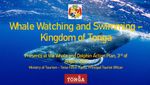 Whale watching and swimming - Kingdom of Tonga