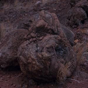 [Volcanic bones close-up from Nohonaohae, United States]