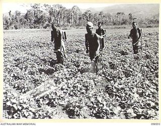 WAU, NEW GUINEA. 1945-10-17. NATIVES SPRAYING SWEET POTATO VINES WITH ARSENIC AT THE FARM OPERATED BY MEMBERS OF 5 INDEPENDENT FARM PLATOON