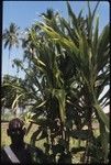 Man with large plant