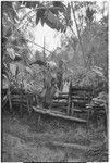 Pig festival, singsing preparations, Tsembaga: men at ritual gate marked with cordyline and bamboo arch