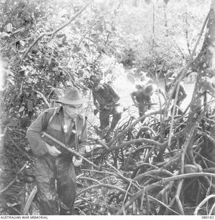 SIAR, NEW GUINEA. 1944-07-04. TROOPS OF THE 57/60TH INFANTRY BATTALION, 15TH INFANTRY BRIGADE, NEGOTIATING THROUGH THE SLIPPERY ROOTS AND THE MUD OF MANGROVE SWAMPS. IDENTIFIED PERSONNEL ARE:- ..