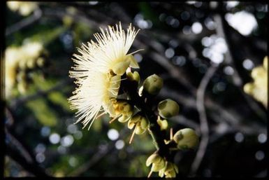 Barringtonia sp., 650 m