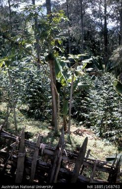 Bananas and papaya - Papaw tree