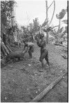 Pig festival, pig sacrifice, Tsembaga: man holds pig which is about to be clubbed by another man, Allison Jablonko films