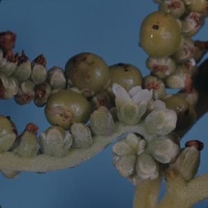 [Messerschmidia argentea close-up from Makapu'u, United States]