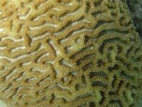 Patterns in Undersea Nature 20