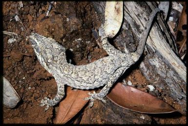 Rhacodactylus auriculatus