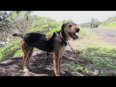 PBS Hawaii - HIKI NŌ Episode 618 | Kapaa High School | Dog Adoption