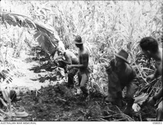 FINSCHHAFEN, NEW GUINEA, 1943-10-02. THE ROUGH TERRAIN IN THE AREA NECESSITATED THESE HUMAN SUPPLY CHAINS TO GET AMMUNITION AND FOOD TO THE FORWARD TROOPS