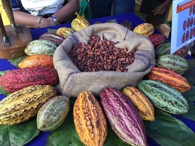 BOUGAINVILLE COCOA