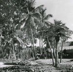 Around a house : a papaya tree, sugar cane and a pigs enclosure