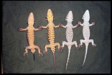 Rhacodactylus auriculatus