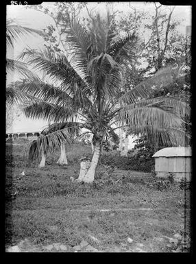Coconut Palm on New Britain