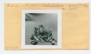 [Metrosideros polymorpha in Hawaii, envelope IE25-018]