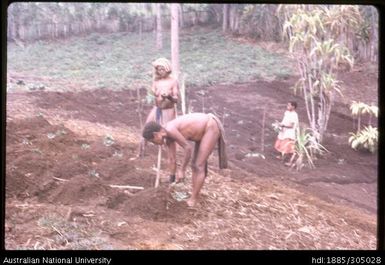 Preparing sweet potato gardens, Upper Asaro