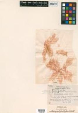 Acrosymphyton taylorii