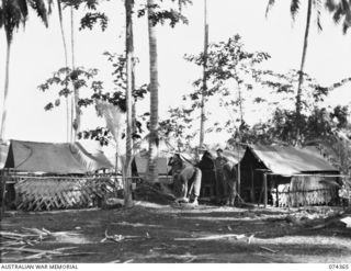 SIAR, NEW GUINEA. 1944-06-25. A WORKING PARTY CLEANING UP THE TENT LINES OF NO.13 PLATOON, C COMPANY, 57/60TH INFANTRY BATTALION. IDENTIFIED PERSONNEL ARE:- VX108678 CORPORAL W.G. DEMSTER (1); ..