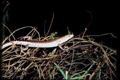 Skink sp.