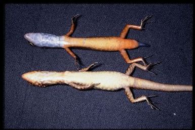 Two specimens (ventral)