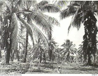 PALMALMAL PLANTATION, NEW BRITAIN. 1945-01-27. VX20436 CAPTAIN H.S. LINGARD, OFFICER- IN- CHARGE, 18TH WAR GRAVES UNIT (WITHOUT SHIRT) AND ANOTHER MEMBER OF THE UNIT AT THE ENTRANCE TO JACQUINOT ..