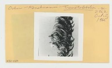 [Trematolobelia in Hawaii, envelope IE32-049]