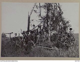 WEWAK, NEW GUINEA. 1945-05-10. MEMBERS OF D COMPANY, 2/4 INFANTRY BATTALION, THE FIRST TROOPS INTO WEWAK, HOIST THE COMPANY FLAG. THIS FLAG WAS CARRIED THROUGH THE 1914-18 WAR BY 4 BATTALION, 1ST ..