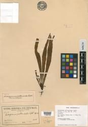 Loxogramme paltonioides