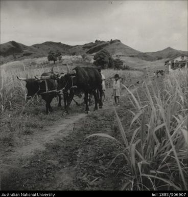 Using livestock to cultivate crops