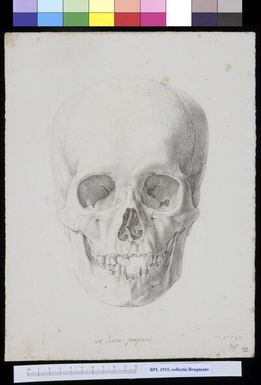 ["Skull from Papua New Guinea, frontal view"]