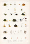 Mollusques: 1.- 3. Néritine pulligère; 4. 5. Néritine reticulée. N.; 6.- 8. Néritine auriculée; 9. Variété de la même; 10. 11. Néritine couronne australe; 12.-14. Néritine commune. N.; 15. 16. Néritine strigilée; 17. 18. Nérite albieille; 19.- 22. Nérite de l' Ascension; 23. 24. Nérite versicolore; 25. 26. Sà variété; 27.- 30. Nérite plissée; 31. Nérite polie; 32.- 40. Anatomie de Nérite, femelle; 41. 42. Nérite ponctuéé. N.; 43. 44. Nérite de Doreï. N.; 43. 44. Nérite de Guam. N..