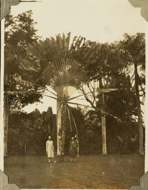 Travellers' Palm, 1928