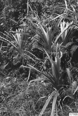 vegetation, vegetation, pandanus, landscape, voivoi, photography,