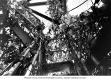 Ipomoea plant growing on an observation tower, Bikini Island, summer 1964