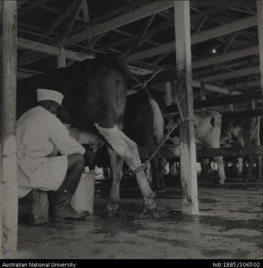 Milking a cow