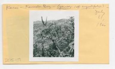 [Cyanea in Hawaii, envelope IE25-107]
