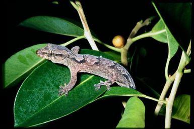 Gecko sp.