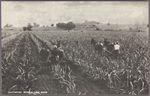 Cultivating between cane rows.