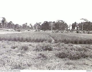 LAE, NEW GUINEA, 1945-12-24. AN EXPERIMENTAL RICE PLOT, PLANTED AT 4 INDEPENDENT FARM COMPANY, BY SPECIAL INSTRUCTION FROM LIEUTENANT-GENERAL B. H. STURDIE, THE FORMER GENERAL OFFICER COMMANDING ..