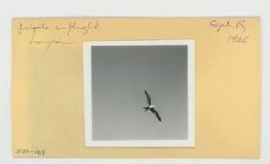 [Frigate in Hawaii, envelope IE30-168]