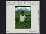 Woman tea picker at Garaina Tea Plantation