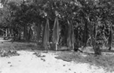 Leaves of pandanus drying, Maupiti island