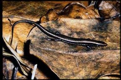 Caledoniscincus austrocaledonicus