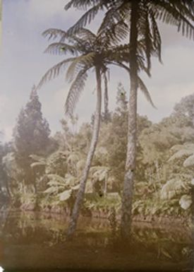 New Zealand, palms and river